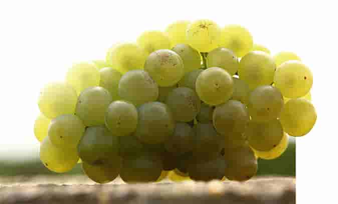 Puligny-Montrachet : raisins blancs