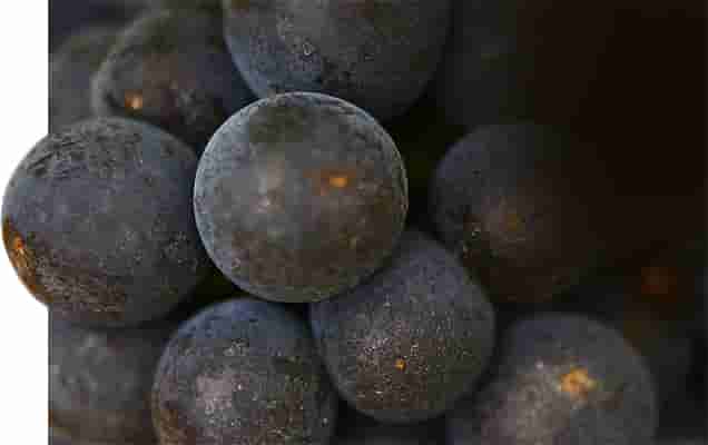 Volnay : raisins noirs