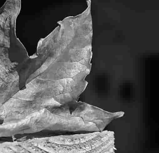 Une feuille